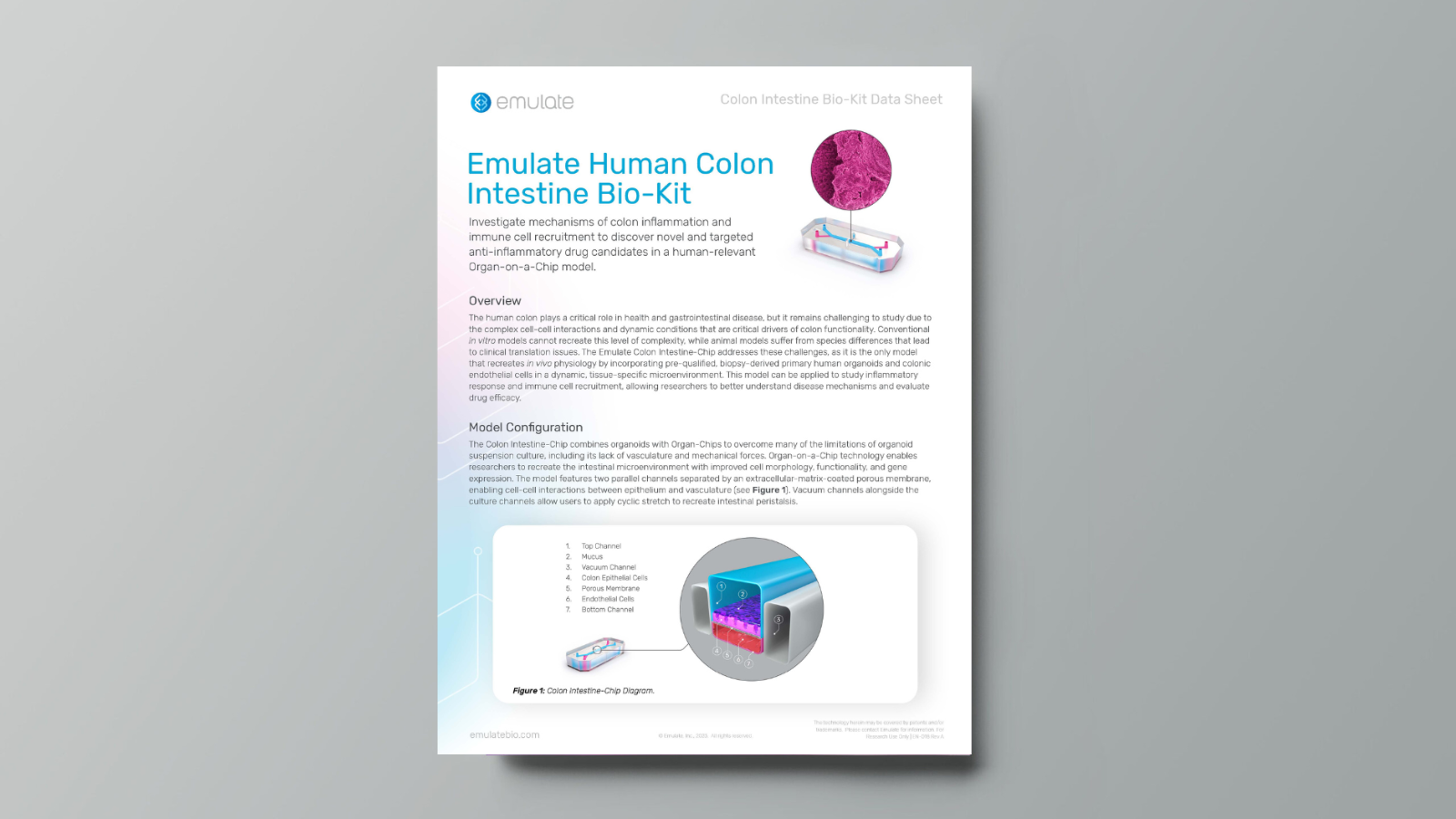 Colon Intestine Bio Kit Emulate Datasheet