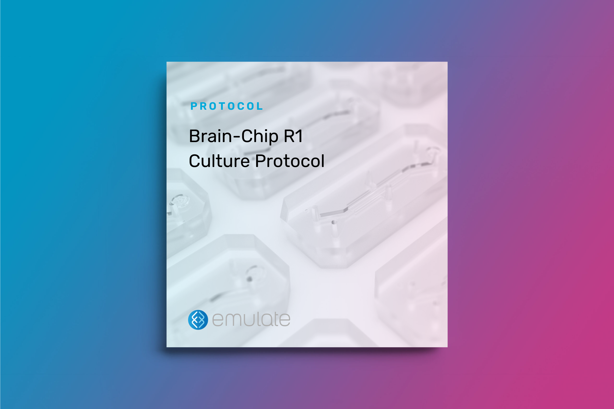Brain-Chip R1 Culture Protocol