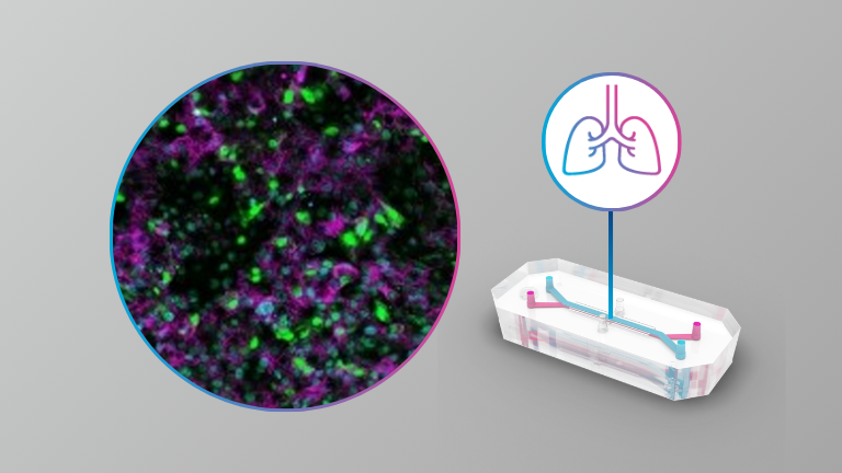 Preclinical assessment of pan-influenza A virus CRISPR RNA therapeutics in a human lung alveolus chip
