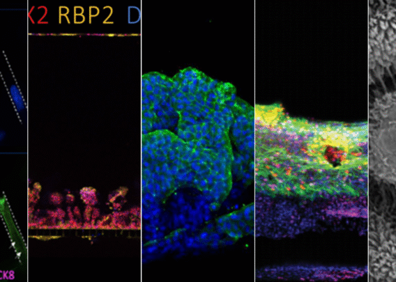 Image for 2025: A Pivotal Year for NAMs and the Top 10 Organ-Chip Publications Supporting Their Adoption