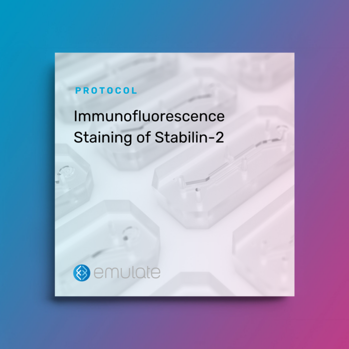 Image for Immunofluorescence Staining of Stabilin-2