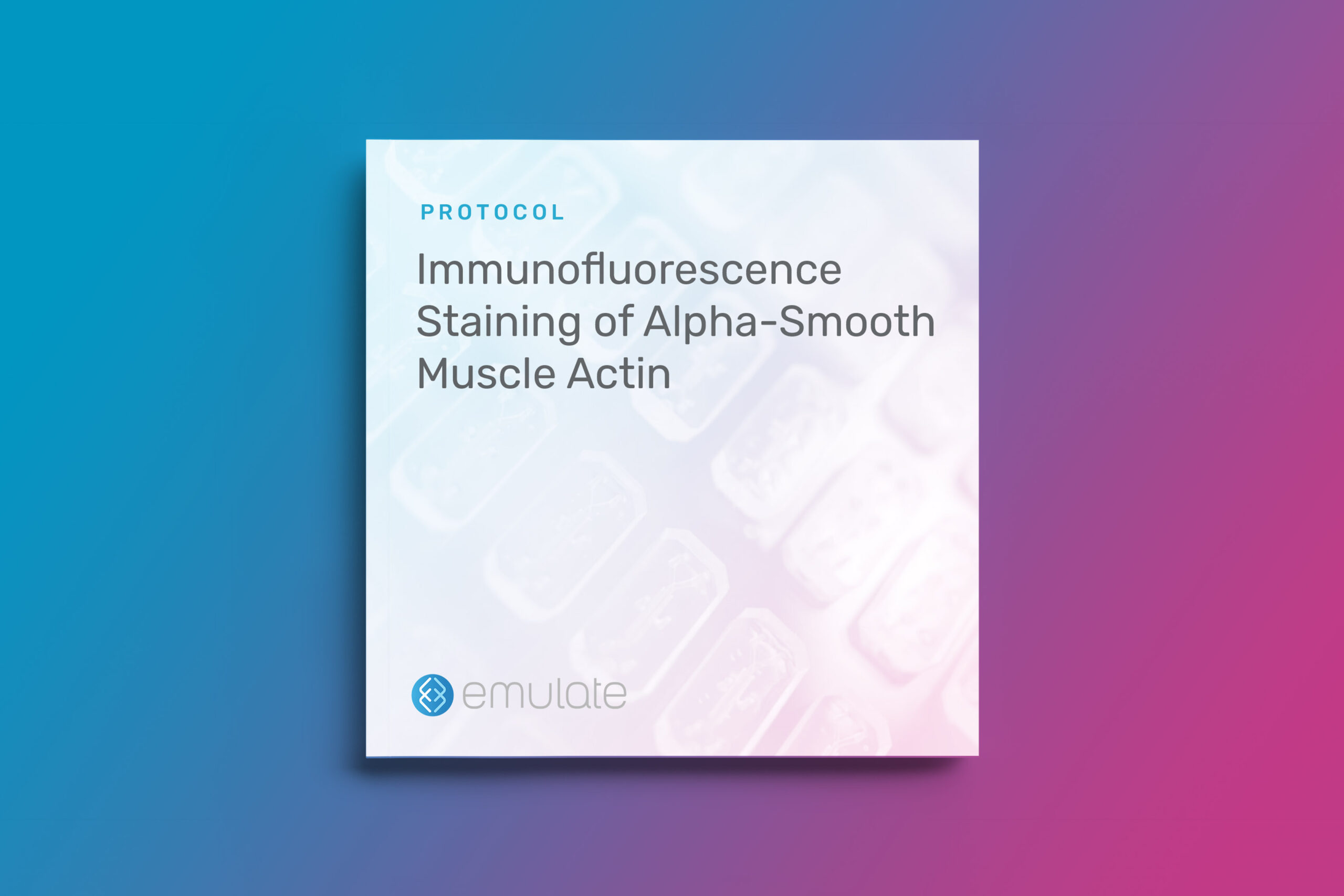 Immunofluorescence Staining of Alpha-Smooth Muscle Actin