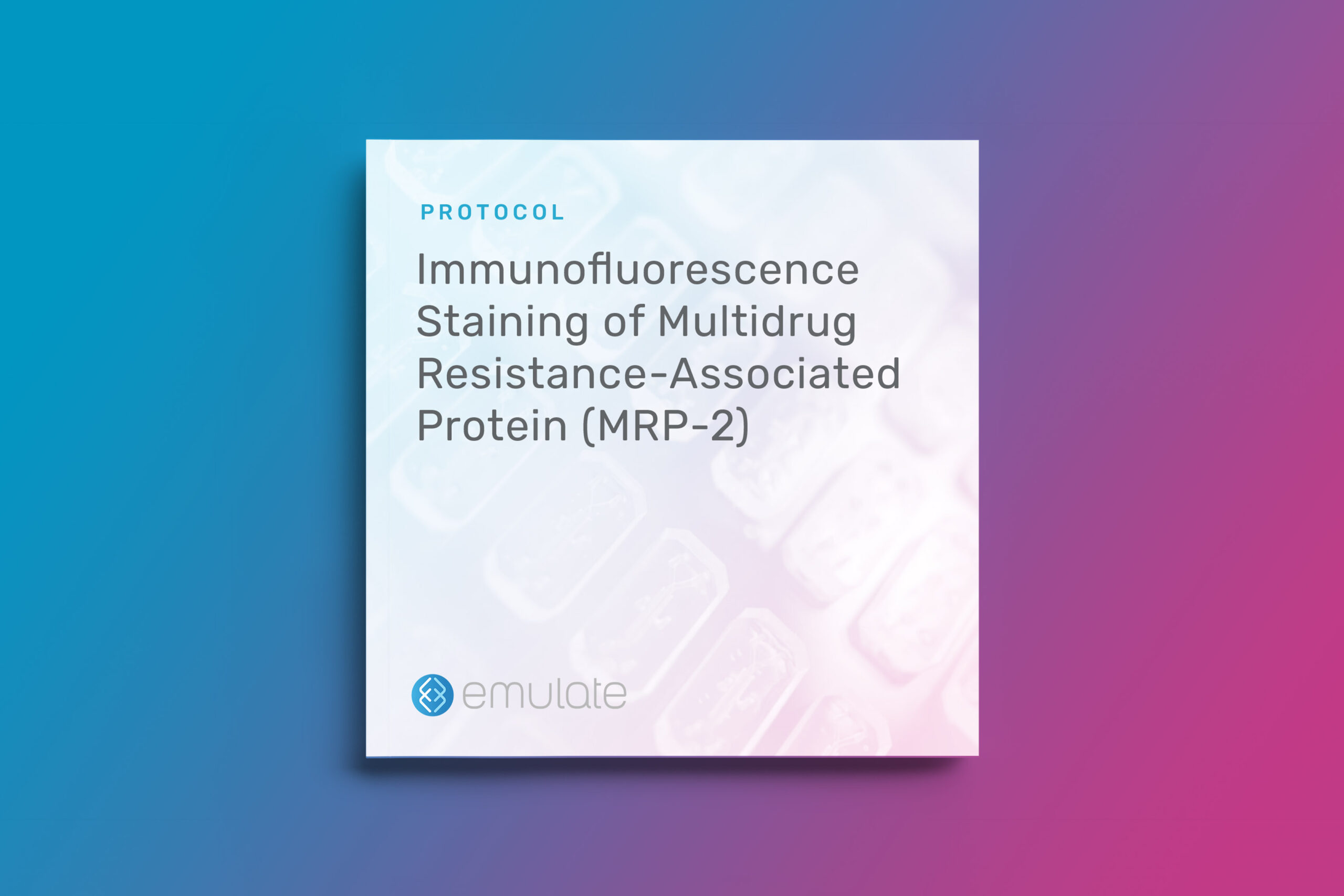 Immunofluorescence Staining of Multidrug Resistance-Associated Protein (MRP-2)