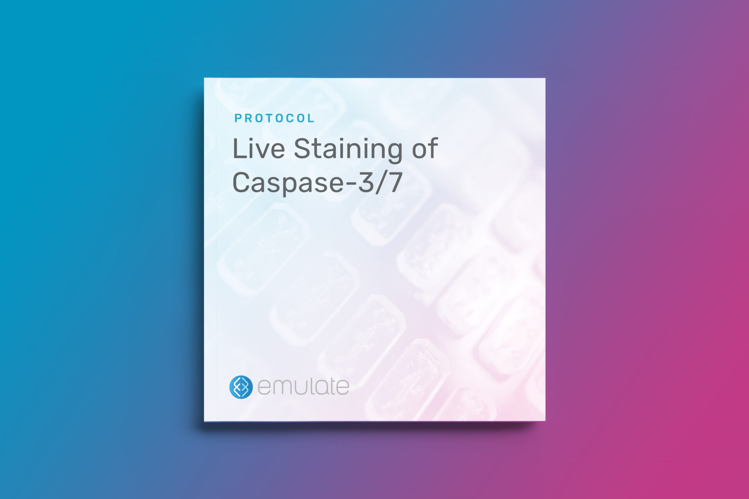 Live Staining of Caspase-3/7