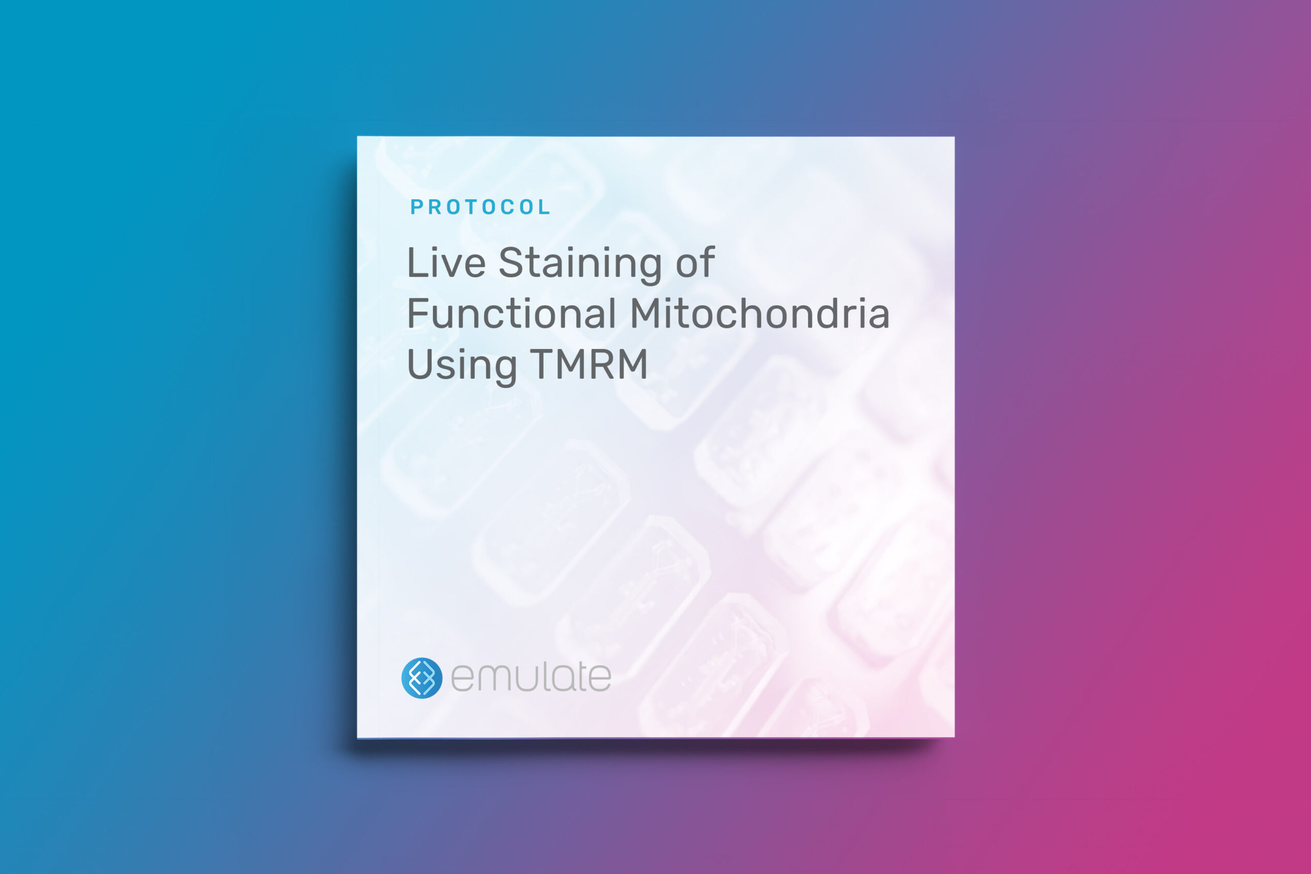 Live Staining of Functional Mitochondria Using TMRM