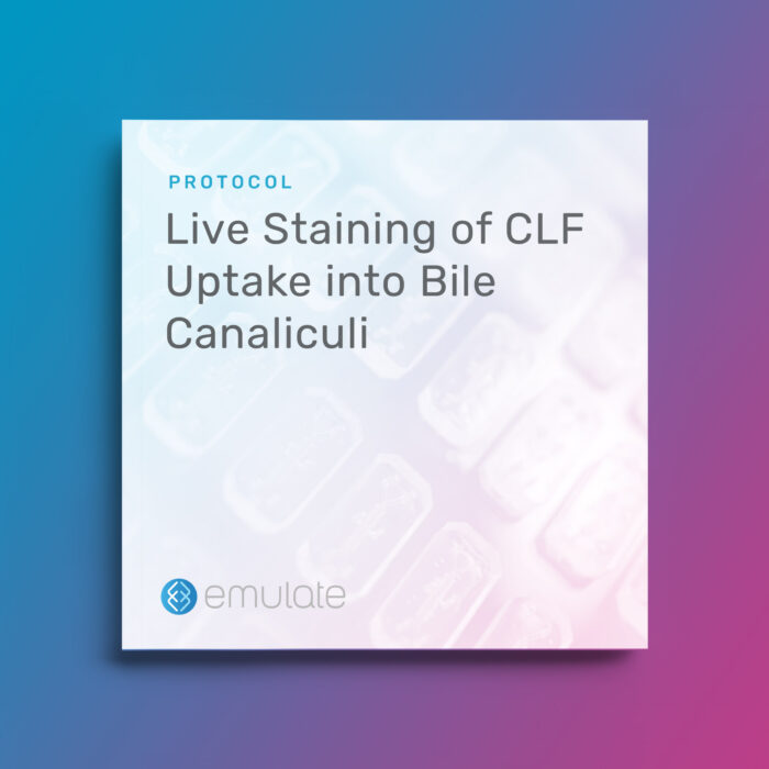 Image for Live Staining of CLF Uptake into Bile Canaliculi