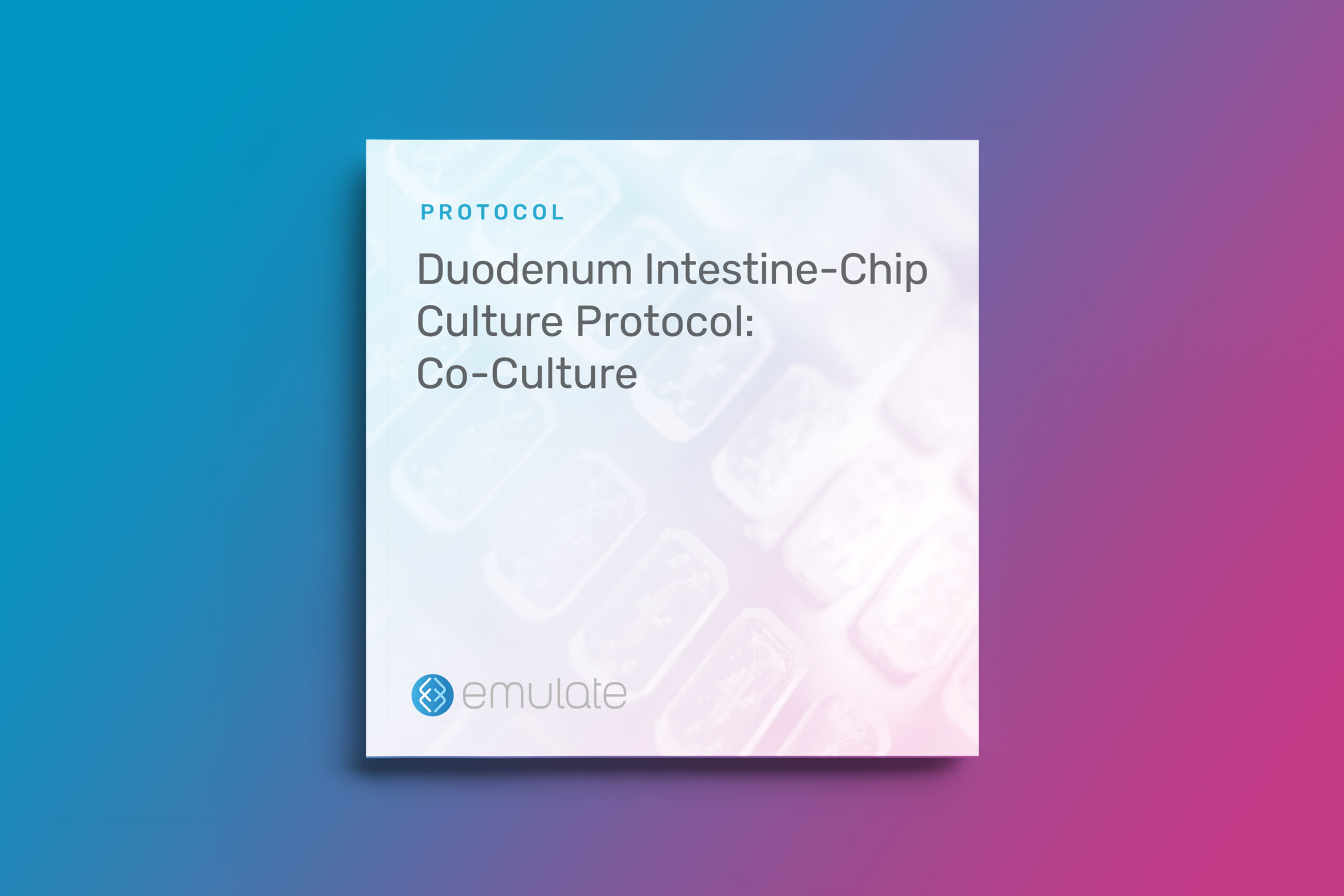 Duodenum Intestine-Chip Culture Protocol: Co-Culture
