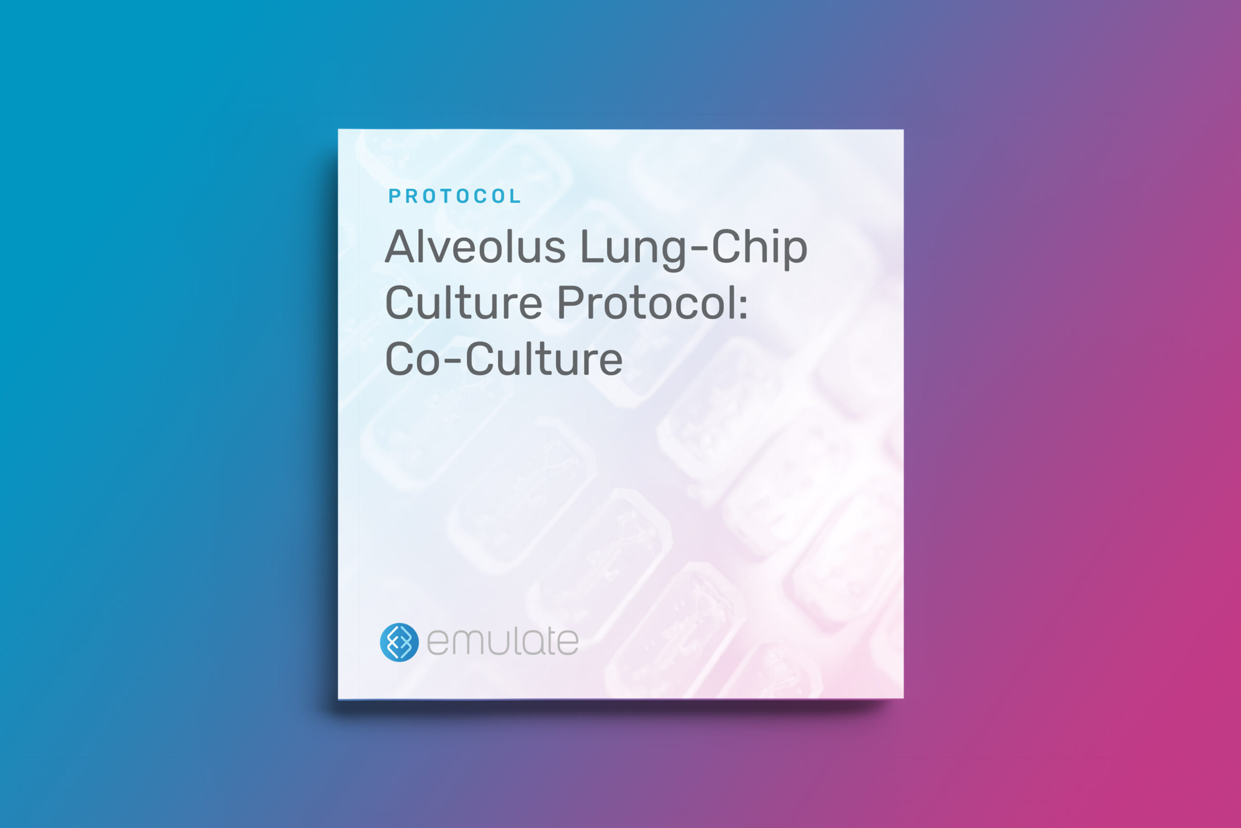 Alveolus Lung-Chip Culture Protocol: Co-Culture