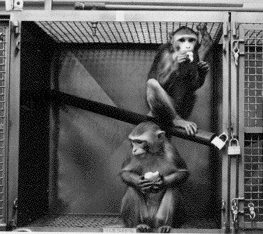 Image for The Time is Now to Reduce the Use of Primates for Drug Testing