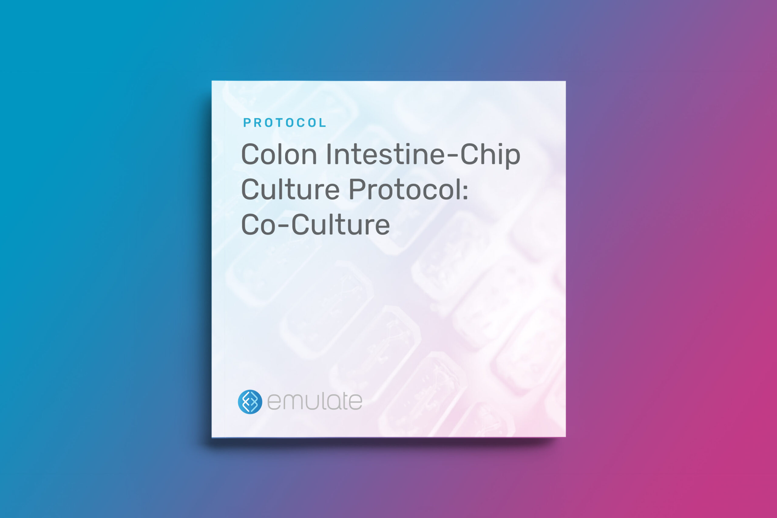 Colon Intestine-Chip Culture Protocol: Co-Culture