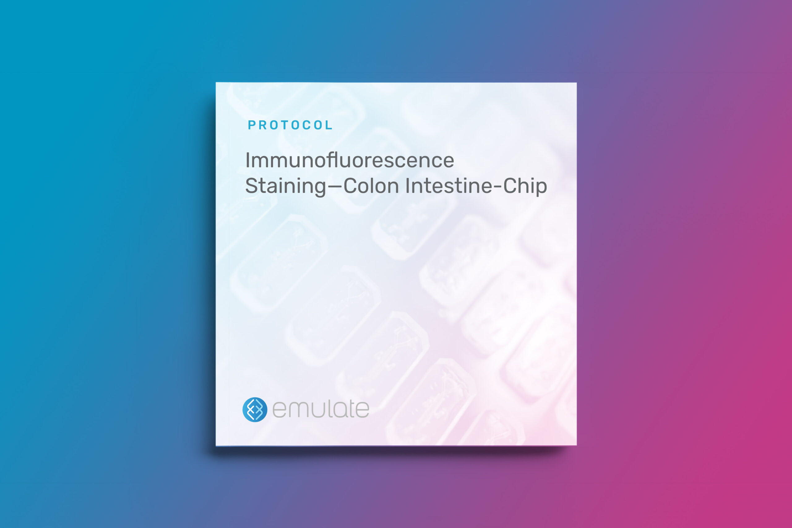Immunofluorescence Staining—Colon Intestine-Chip