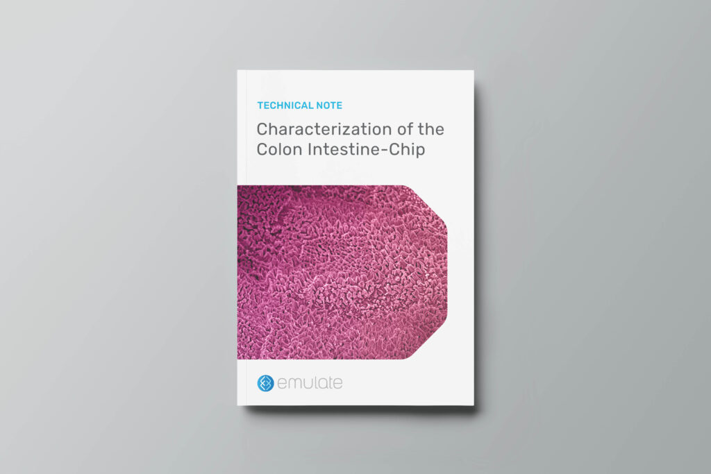 Characterization of the Colon Intestine-Chip