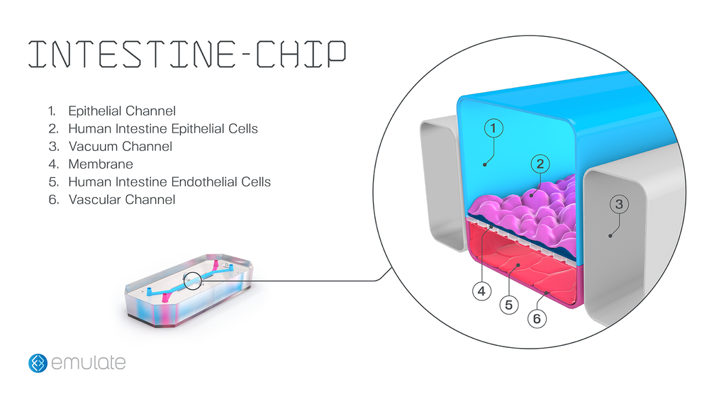 Emulate And Takeda Partner To Use Intestine-Chip For New Drug Target ...