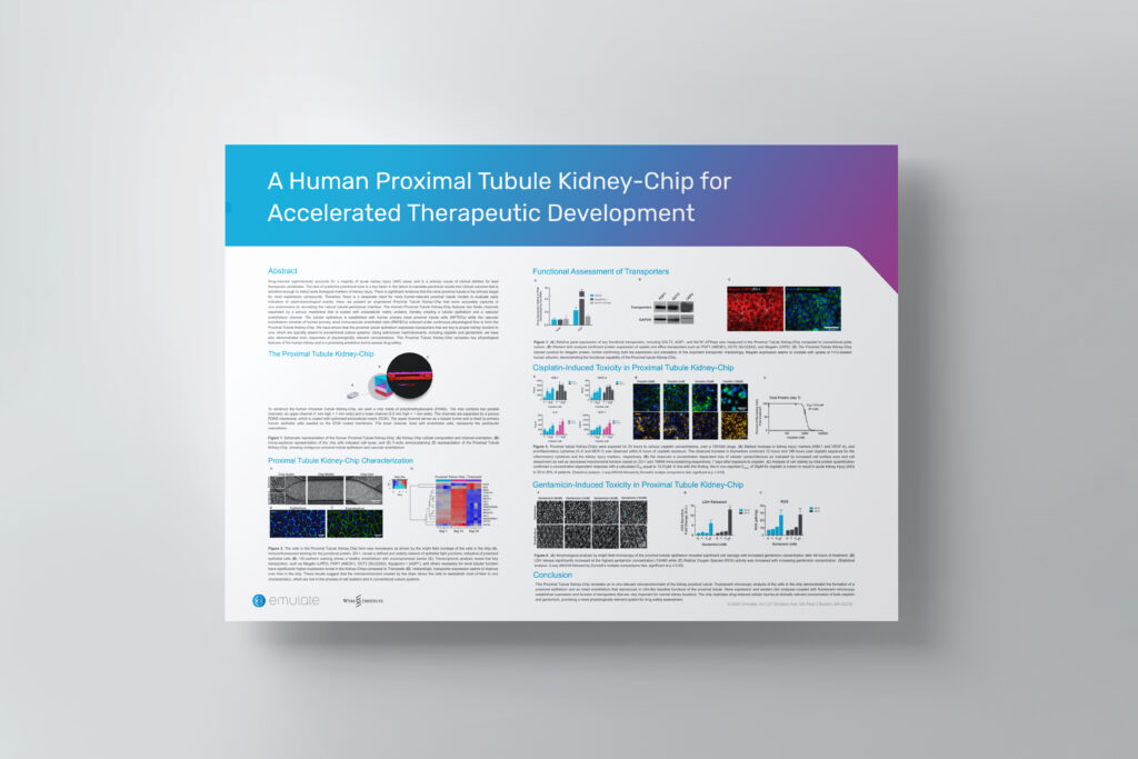 A poster titled "A Human Proximal Tubule Kidney-Chip for Accelerated Therapeutic Development"