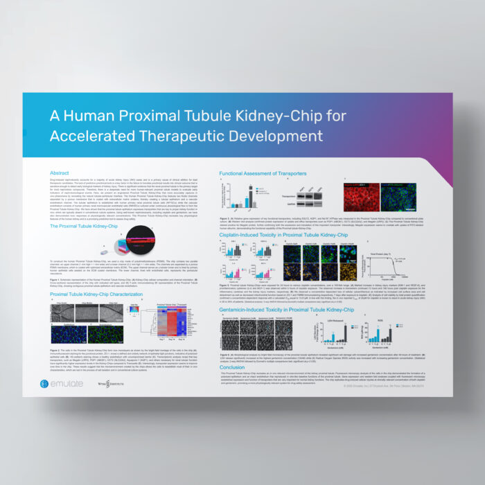 Image for A Human Proximal Tubule Kidney-Chip for Accelerated Therapeutic Development