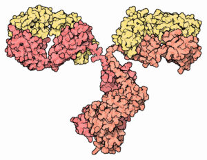 An illustration of antibody molecular structure