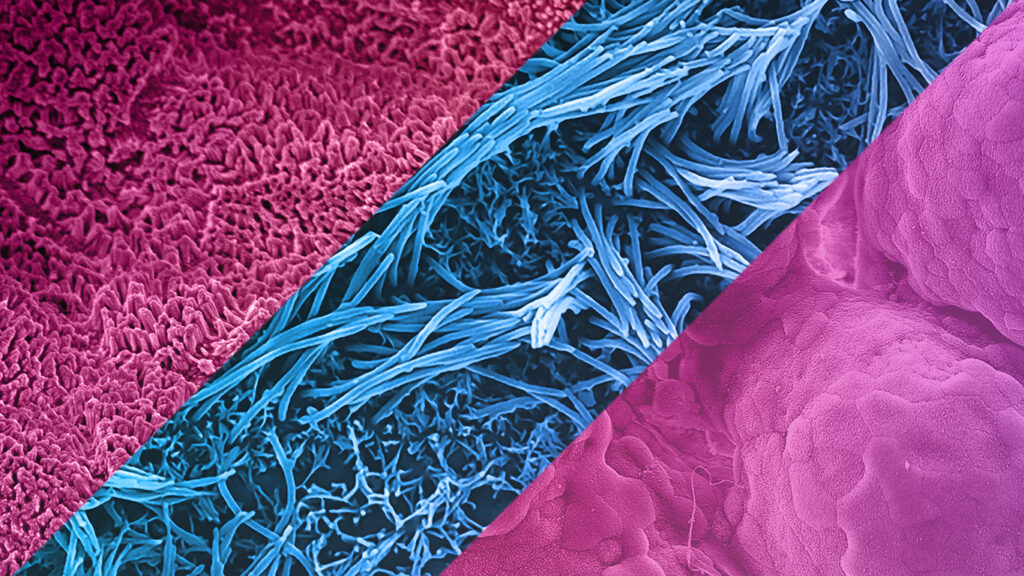 A combined image of different morphologies captured from different Organ-Chips.