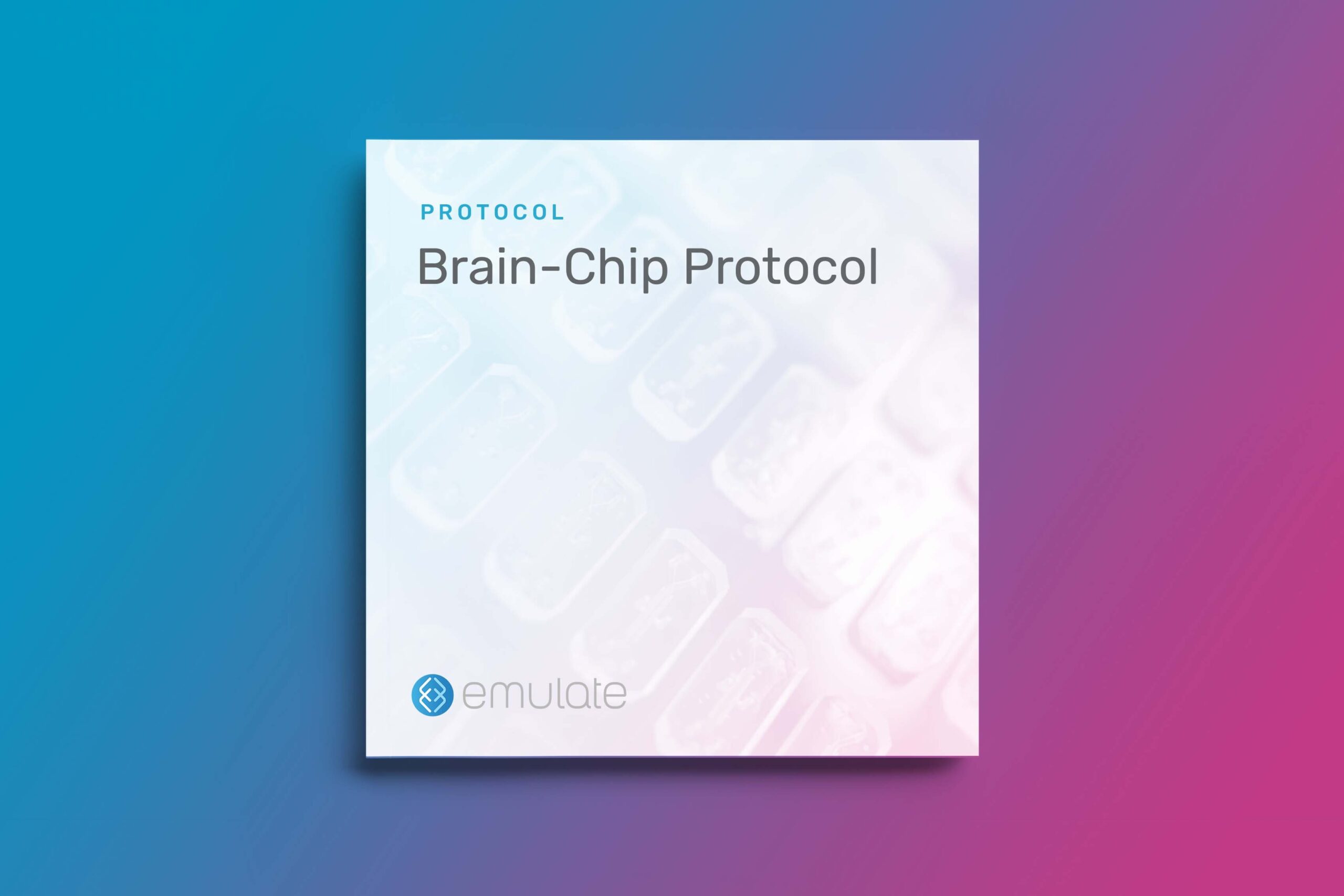Brain-Chip Culture Protocol