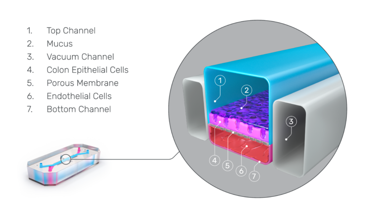 Organ-Chips And Organoids: Better Together | Emulate