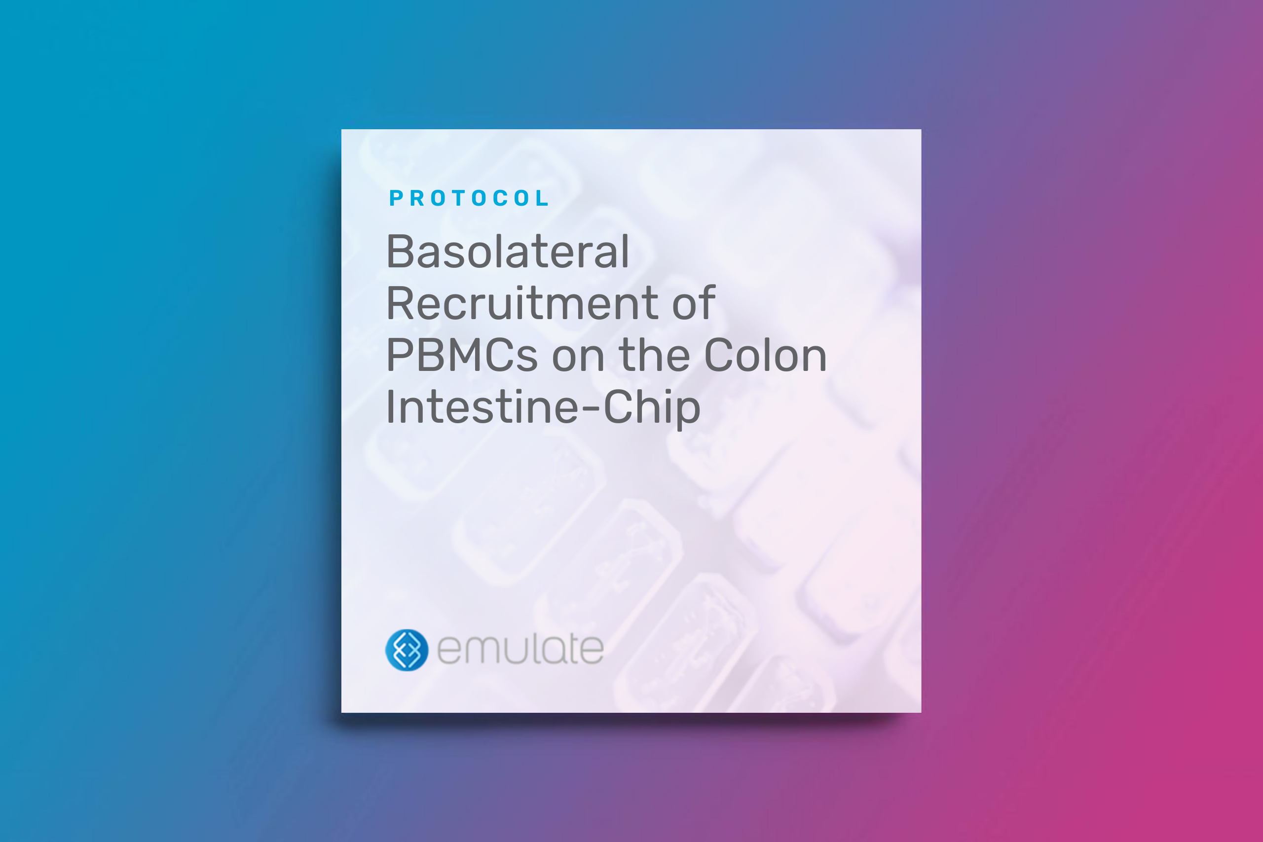 Basolateral Recruitment of Peripheral Blood Mononuclear Cells (PBMCs) on the Colon Intestine-Chip