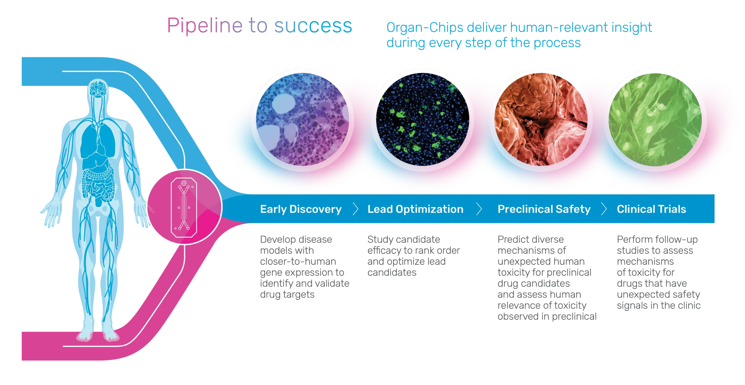 Diagram demonstrating how Organ-Chips can be used throughout the drug development pipeline.