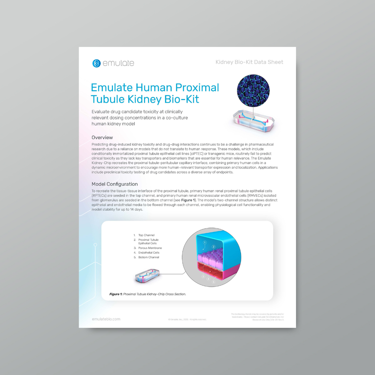 Proximal Tubule Kidney Bio-Kit | Emulate Datasheet