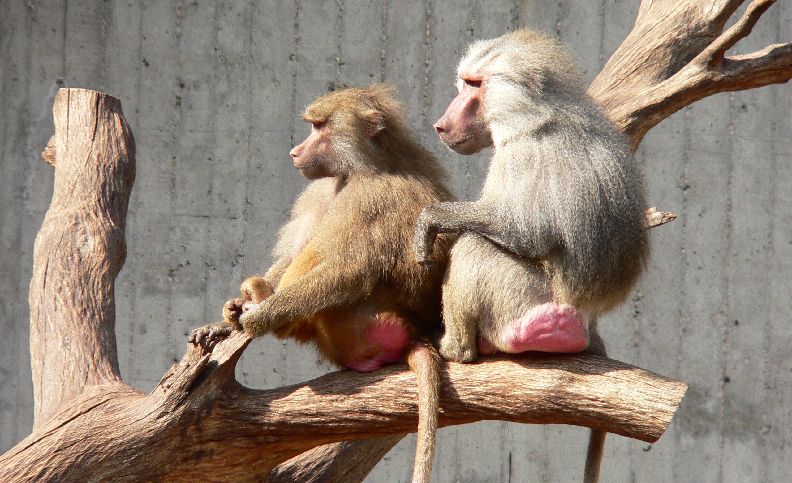 America has a shortage of lab monkeys