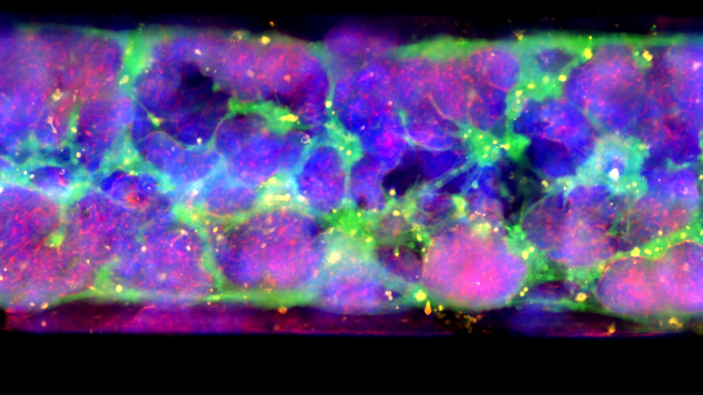 Morphology on a Co-Culture Intestine-Chip that was sent to the International Space Station