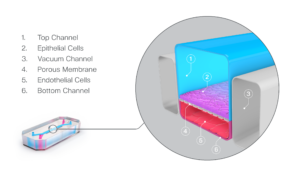 What are Organ-Chips? | Emulate