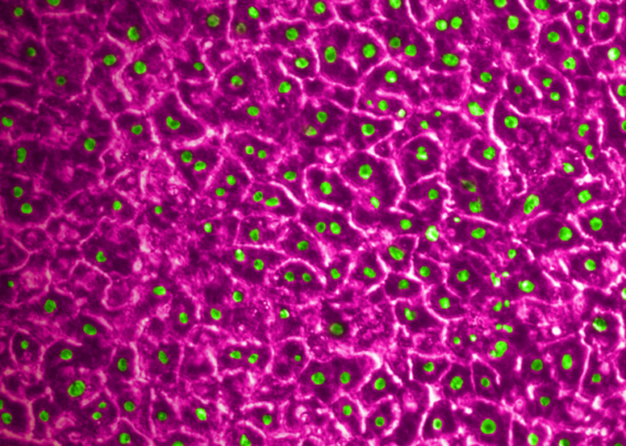 Image for No Good Drug Left Behind: Specificity in Preclinical Drug Development Models 