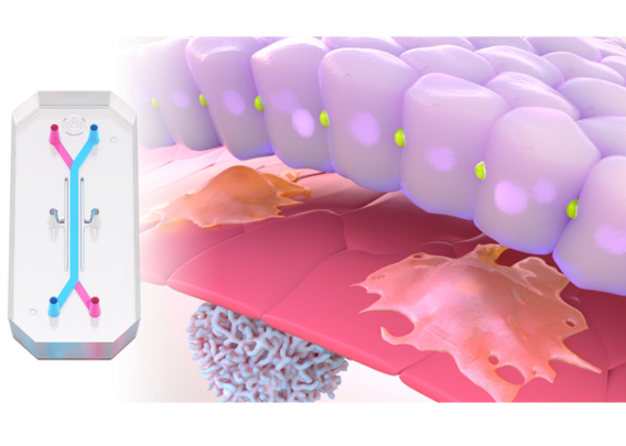 Image for The Path to Productivity: Tackling the Crisis in Drug Development using Improved Preclinical Models