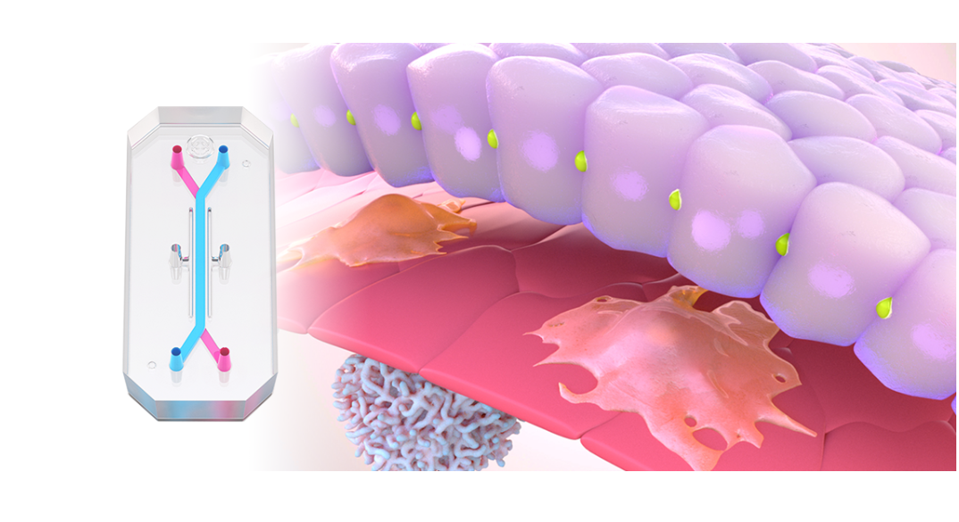 The Path to Productivity: Tackling the Crisis in Drug Development using Improved Preclinical Models