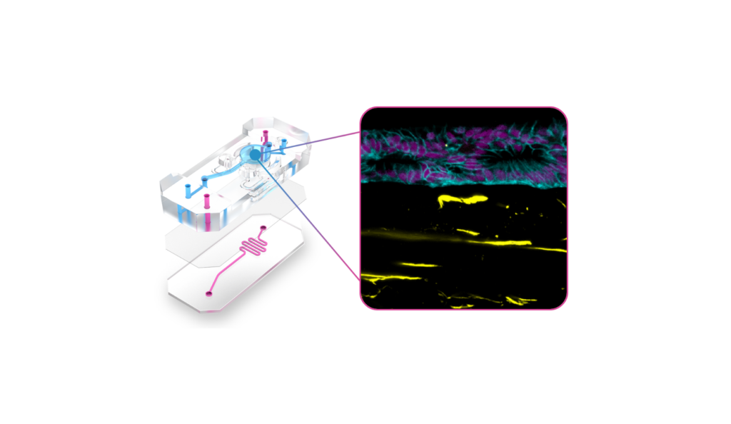 Exploded diagram of Chip-A1 showing a fluorescence image of esophageal tissue grown on Chip-A1.