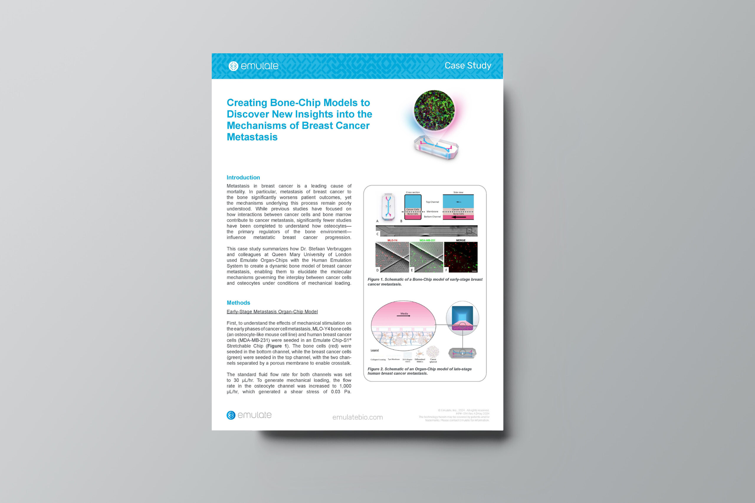 Creating Bone-Chip Models to Discover New Insights into the Mechanisms of Breast Cancer Metastasis