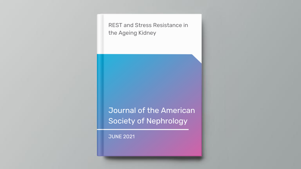 REST and Stress Resistance in the Ageing Kidney