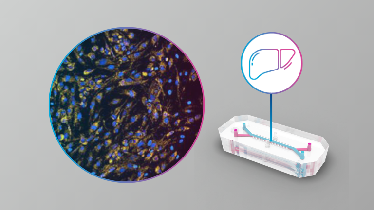 Hepatotoxicity evaluation of cannabidiol, cannabinol, cannabichromene and cannabigerol using a human quad culture liver chip