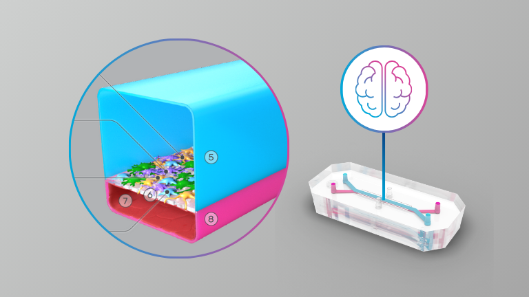 A Guided Approach to Establish a Functional Humanized Brain-on-a-Chip Microfluidic Model of the Neurovascular System