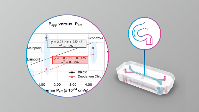 Establishing the Human Duodenum Chip as a Surrogate for Effective Human Permeability: In Vitro and In Silico Assessment