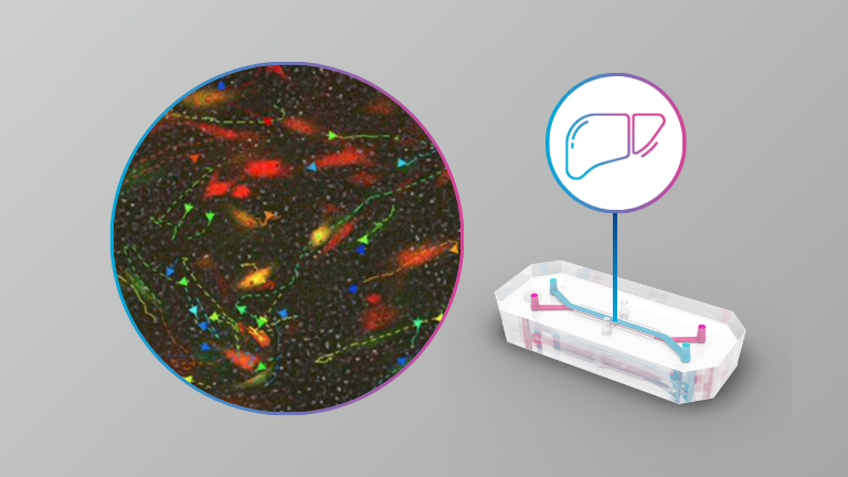 Novel application of live imaging to determine the functional cell biology of endothelial-to-mesenchymal transition (EndMT) within a liver-on-a-chip platform