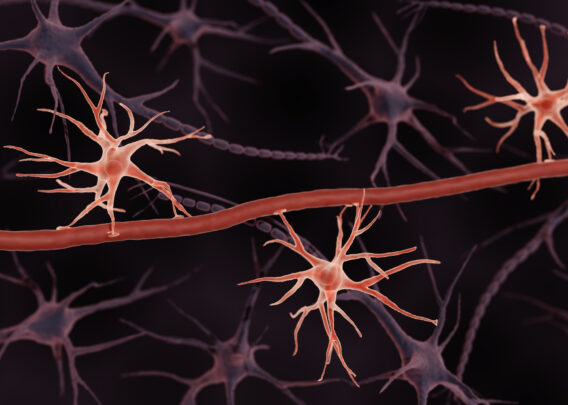Image for How Isogenic Organ-Chips Are Transforming the Future of Neuroscience Research