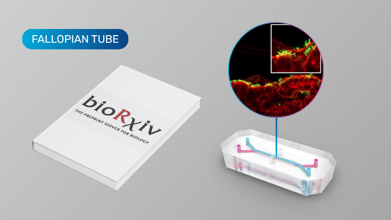 Human fallopian tube-on-a-chip for preclinical testing of non-hormonal contraceptives with living human sperm